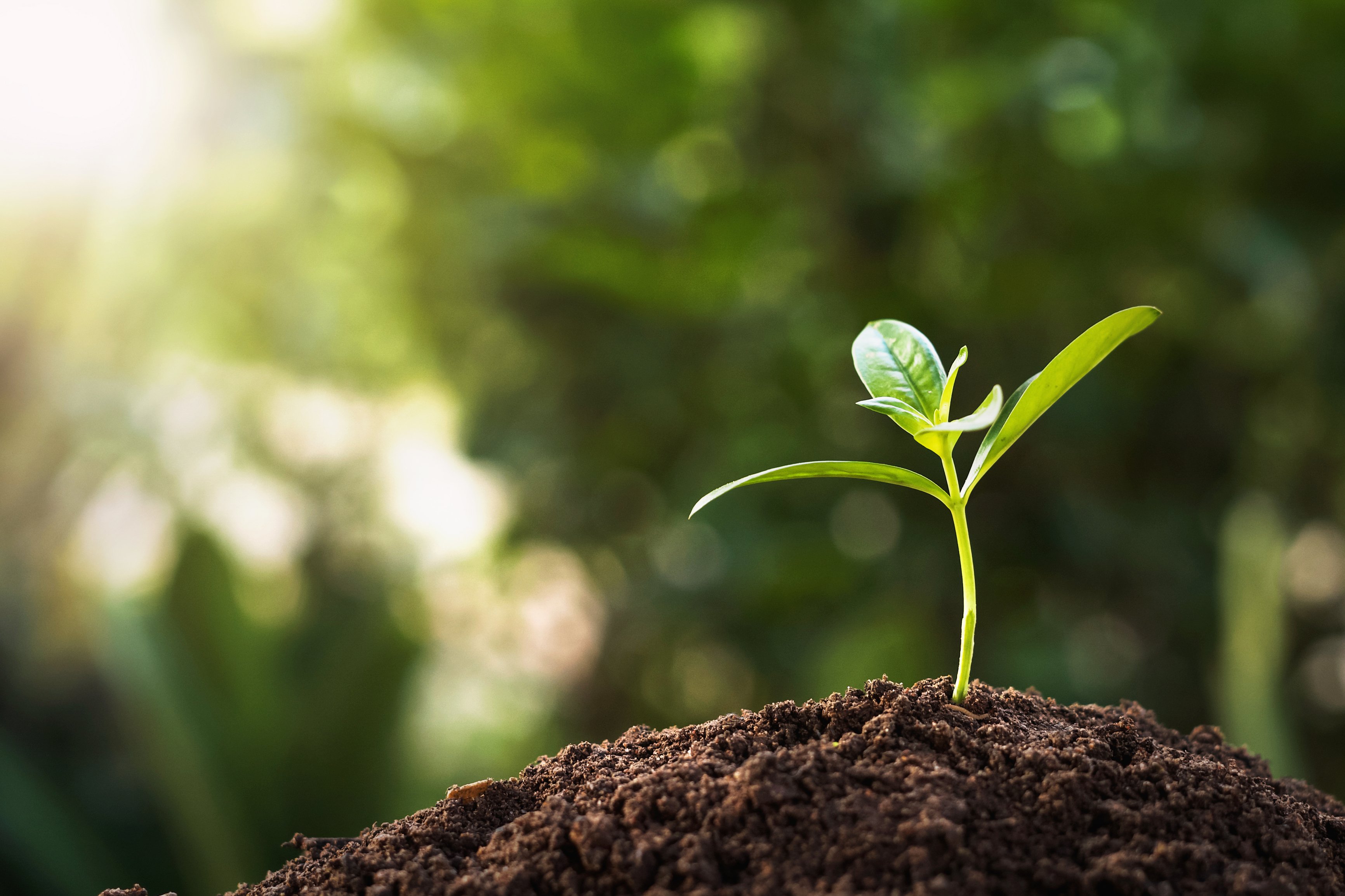 dreamstime_xl_155660942-1